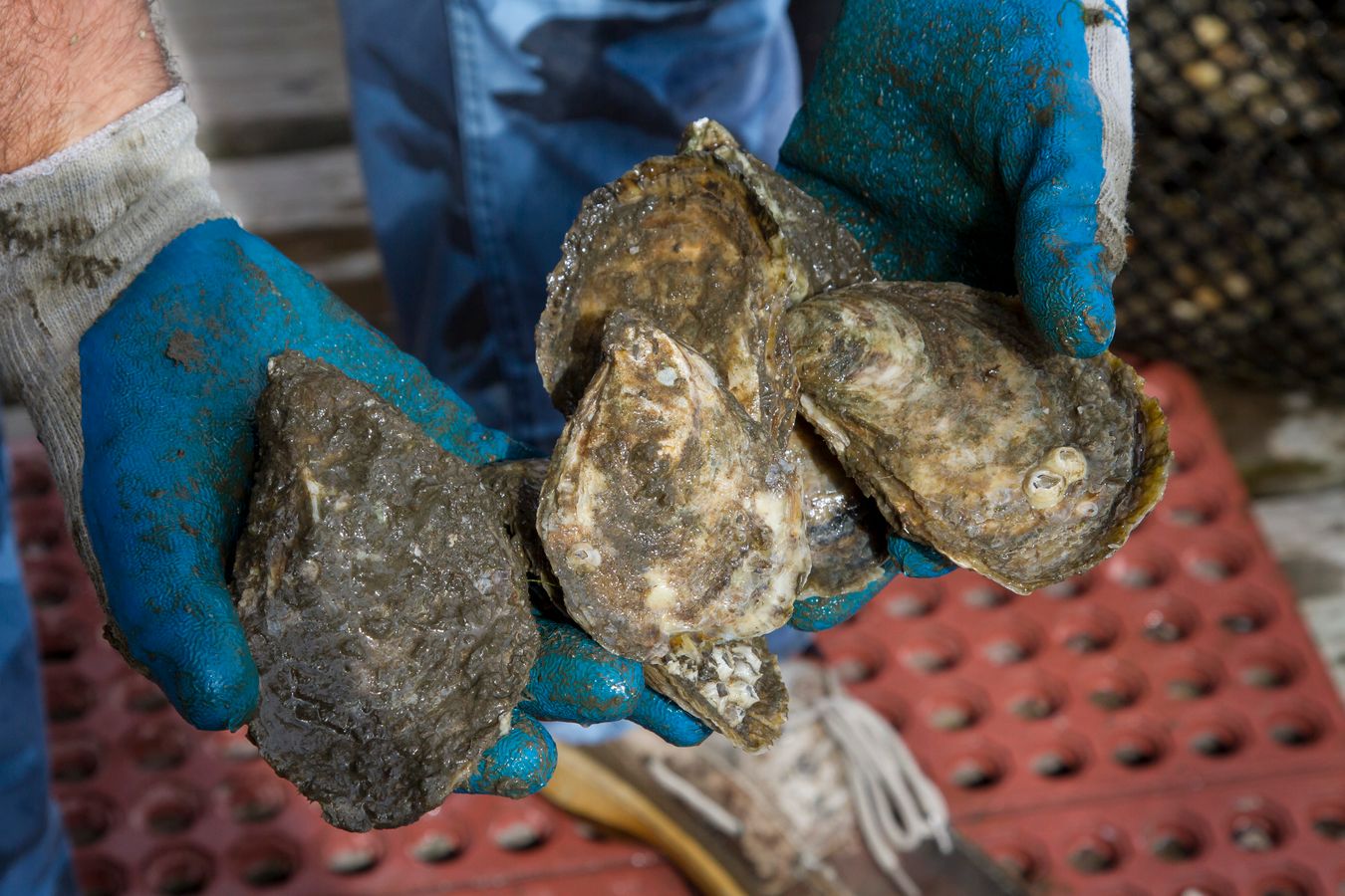 Oysters held in gloved hands